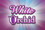 White Orchid